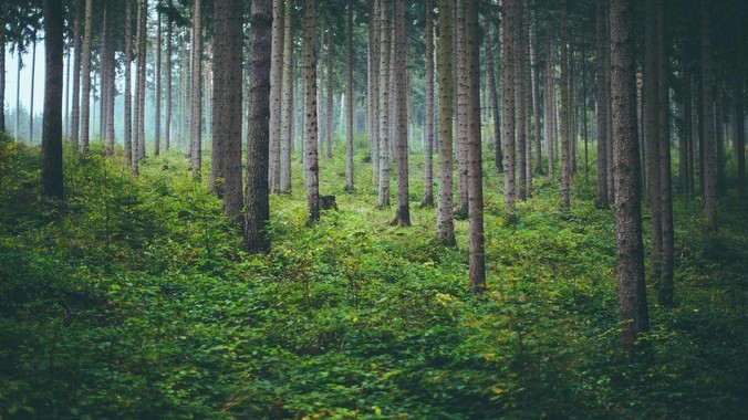 什么鱼生命力顽强好养活？